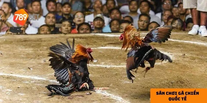 Các chiến kê hàng đầu mang đến những trận đấu mãn nhãn.