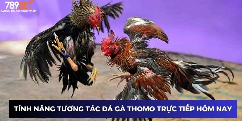 Tính năng tương tác đá gà thomo trực tiếp hôm nay